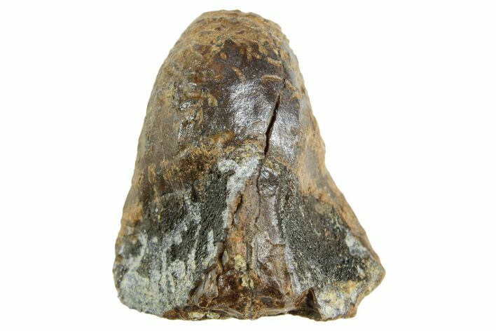 Fossil Triceratops Shed Tooth - Wyoming #364374